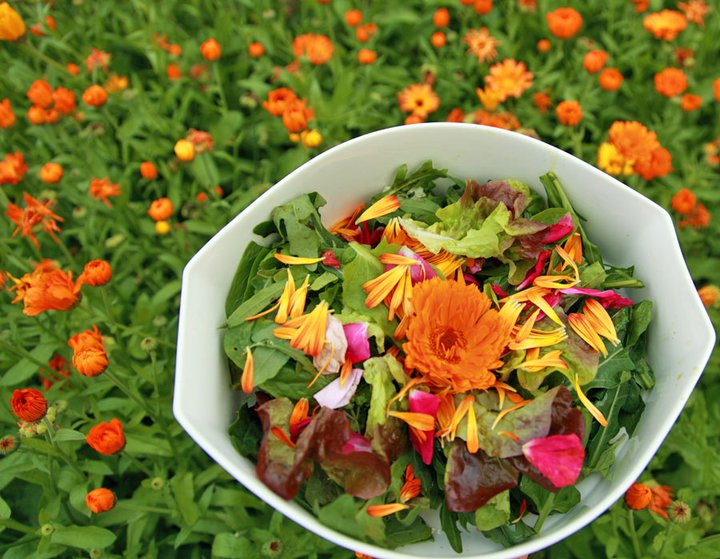 Natürliche Ernährung – Wildkräuter Mai/Juni