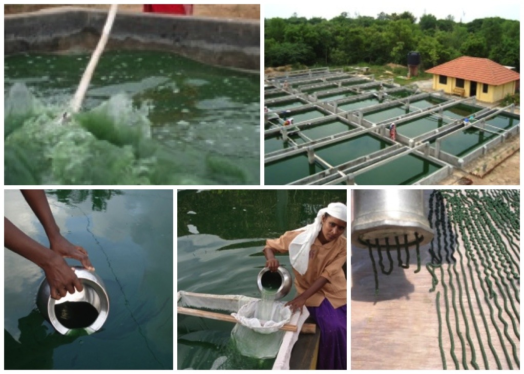 Superfoods: Spirulina von Grüne Alge