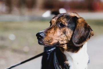 Tierherberge Donzdorf – Vorstellung und Sommerfest
