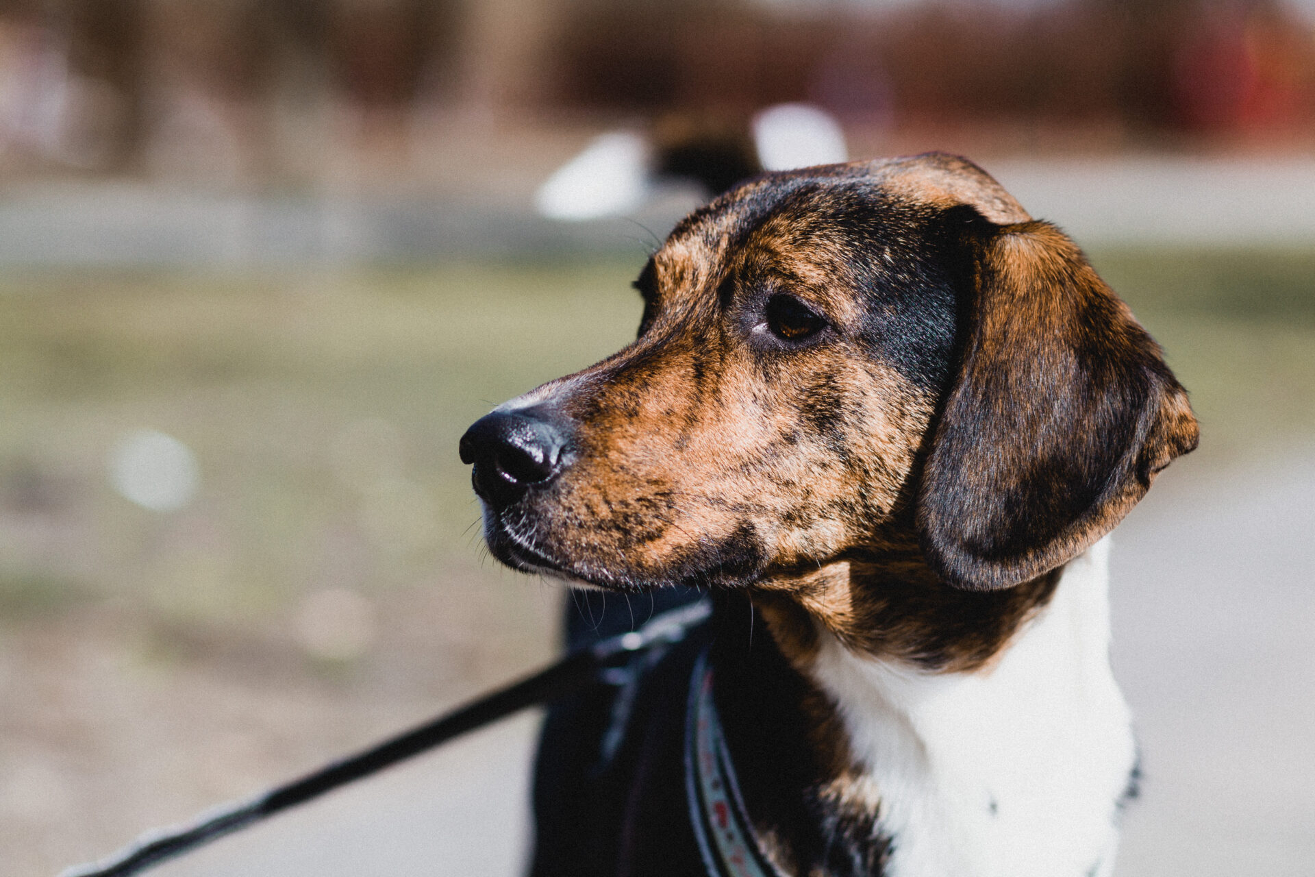 Tierherberge Donzdorf – Vorstellung und Sommerfest