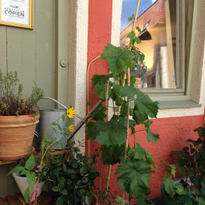 Kochen nach deiner Natur – mit Sebastian Copien in München