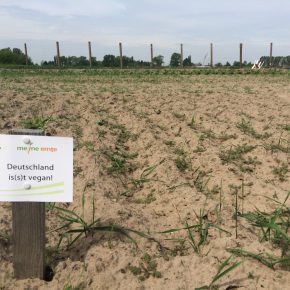 Selber Gemüse anbauen mit “Meine Ernte”