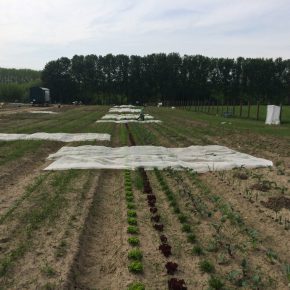 Selber Gemüse anbauen mit “Meine Ernte”