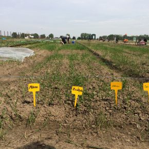 Selber Gemüse anbauen mit “Meine Ernte”