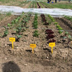 Selber Gemüse anbauen mit “Meine Ernte”