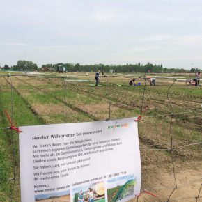 Selber Gemüse anbauen mit “Meine Ernte”