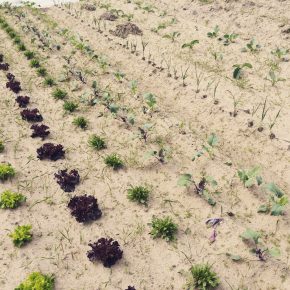 Selber Gemüse anbauen mit “Meine Ernte”