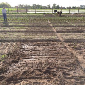 Selber Gemüse anbauen mit “Meine Ernte”