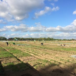 Selber Gemüse anbauen mit “Meine Ernte”