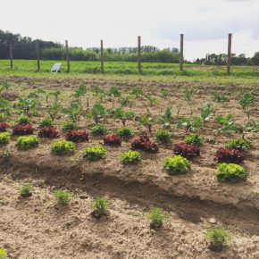 Selber Gemüse anbauen mit “Meine Ernte”