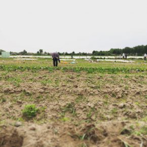 Selber Gemüse anbauen mit “Meine Ernte”