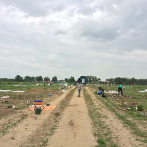 Selber Gemüse anbauen mit “Meine Ernte”