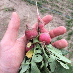 Selber Gemüse anbauen mit “Meine Ernte”
