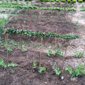 Selber Gemüse anbauen mit “Meine Ernte”