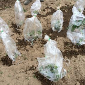 Selber Gemüse anbauen mit “Meine Ernte”