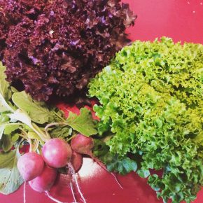 Selber Gemüse anbauen mit “Meine Ernte”