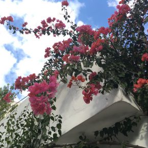 Reisebericht: Vegan auf Mallorca