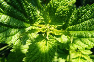 Heilkräuter 1×1: Brennnessel