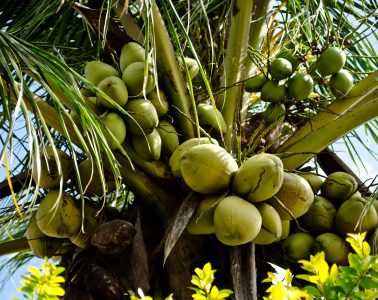 Coconuc: Premium Kokosprodukte + Gewinnspiel