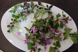 Vegan Reisen in Bad Tölz beim “Tölzer Veg” + Gewinnspiel