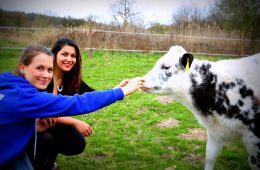 Deutschland is(s)t vegan wird Tierpate von der kleinen Kuh Marla!