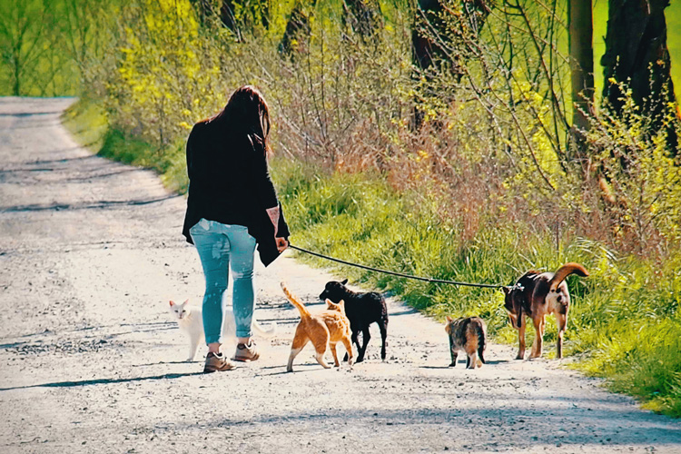 Ein normaler Spaziergang - Tierkommunikation - kohlundkarma im Interview mit "Für Tiere sprechen"
