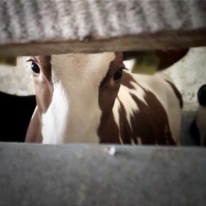 Film-Tipp “Im Namen der Tiere” + Gewinnspiel