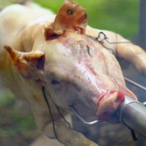 Film-Tipp “Im Namen der Tiere” + Gewinnspiel