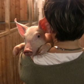 Film-Tipp “Im Namen der Tiere” + Gewinnspiel