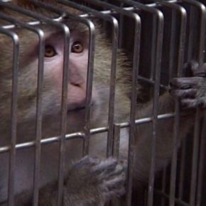 Film-Tipp “Im Namen der Tiere” + Gewinnspiel