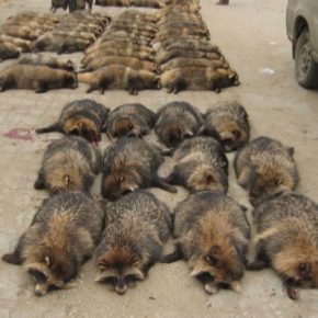 Film-Tipp “Im Namen der Tiere” + Gewinnspiel