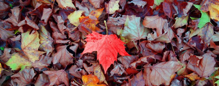 Essen transportieren und einkaufen