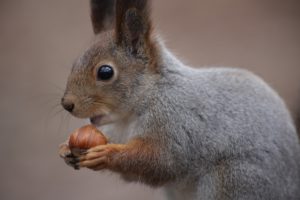 Eichhörnchen