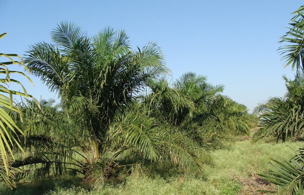 palmöl_plantage_pixabay