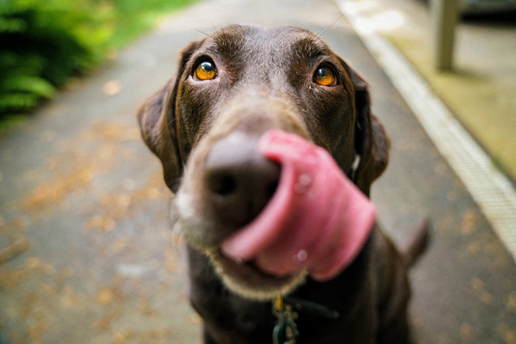 Ein gesunder Hund dank Bio-Hundefutter von naftie