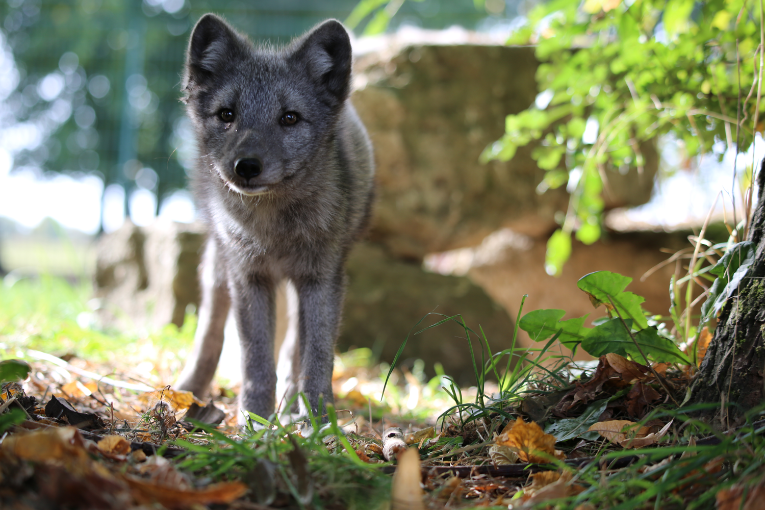 Mascha, die Füchsin, die von einer Pelzfarm gerettet wurde