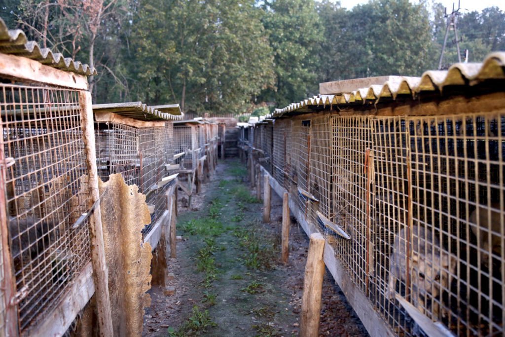 Eine Pelzfarm in Polen Pelzindustrie