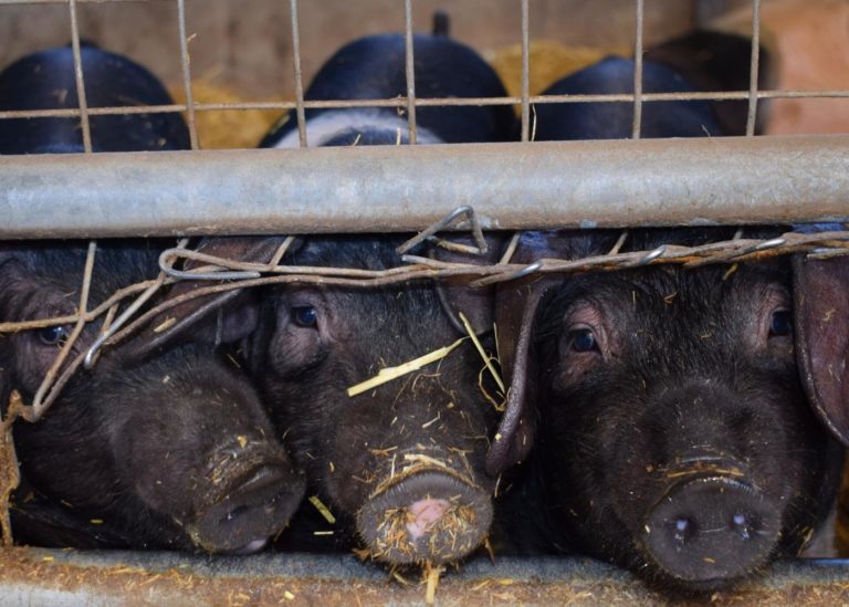 Massentierhaltung - die Fakten | Deutschland is(s)t vegan Massentierhaltung - die Fakten | Deutschland is(s)t vegan