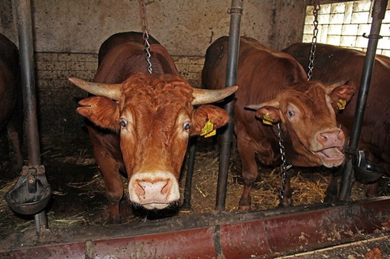 Massentierhaltung Die Fakten Deutschland Is s t Vegan massentierhaltung-die-fakten-deutschland-is-s-t-vegan