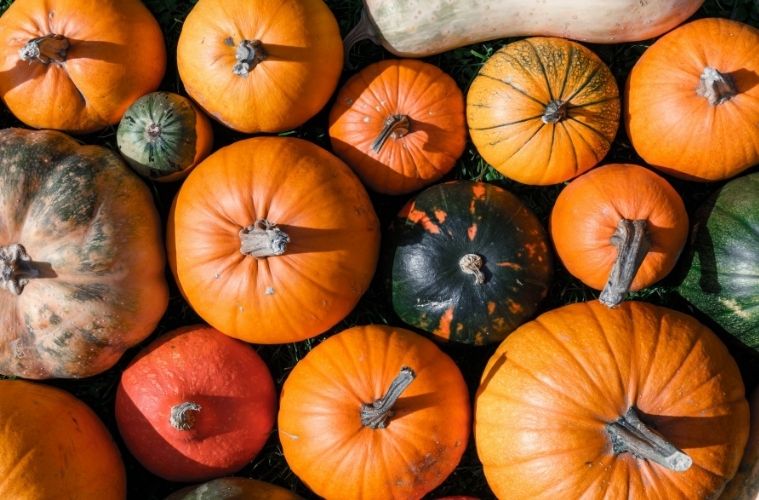 Vegane Gerichte für den Herbst: Lecker Start in die dunkle Jahreszeit 