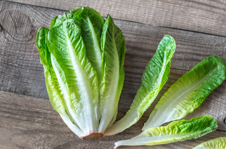 Romana Salat Vegane Warenkunde