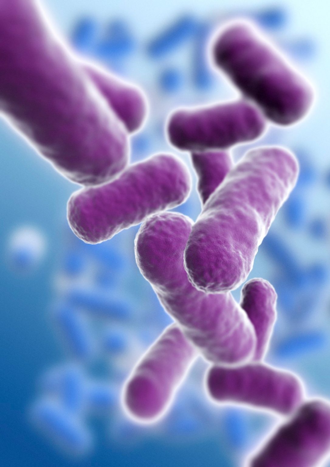 Bacillus subtilis: Sporenbasierte Bakterien und ihre Bedeutung für ...