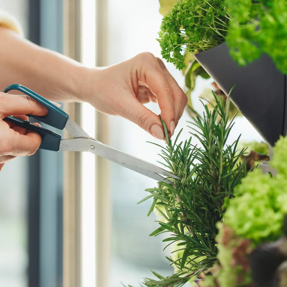 Quelle: GreenyGARDEN HOME