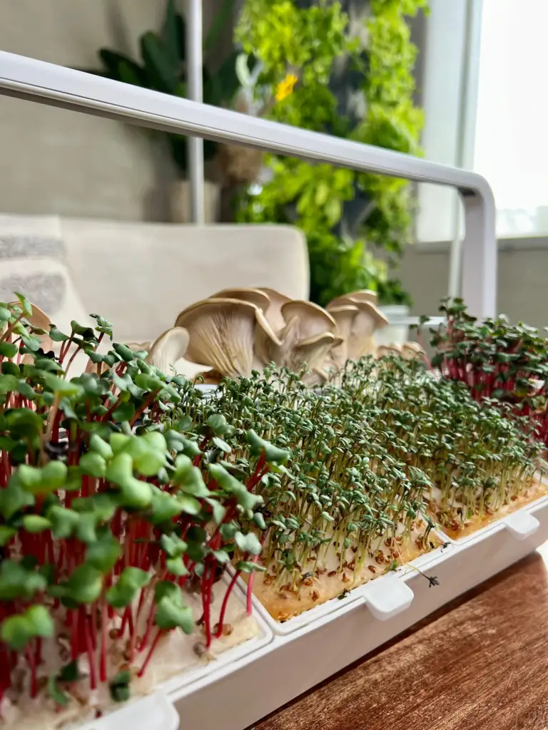 Zieh deine eigenen Microgreens und ernte mehr Vitamine. Mit dem greenyGROW gelingt dir der Anbau einfach, nachhaltig und platzsparend zuhause.