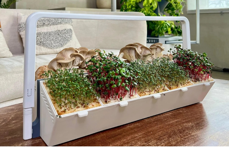 Zieh deine eigenen Microgreens und ernte mehr Vitamine. Mit dem greenyGROW gelingt dir der Anbau einfach, nachhaltig und platzsparend zuhause.